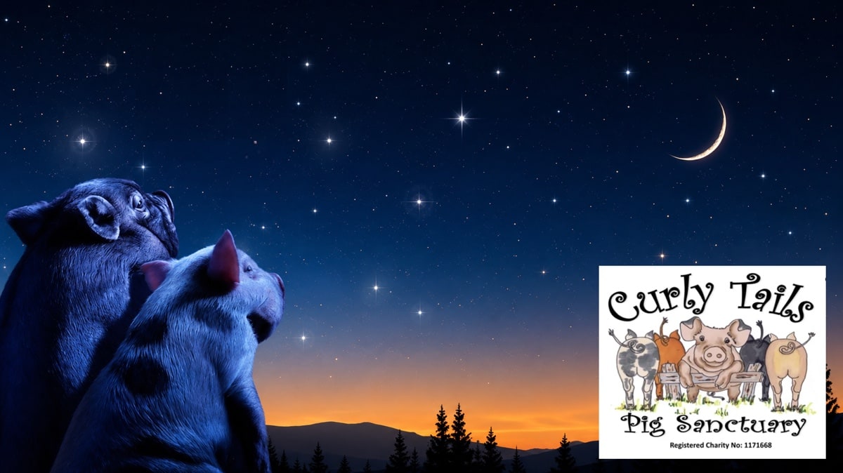 PIGS AND PLANETS AT CURLY TAILS